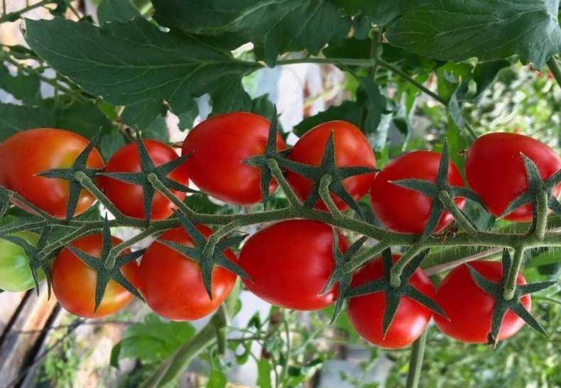 Рекомендации огородникам: когда в подмосковье высаживать в грунт помидоры