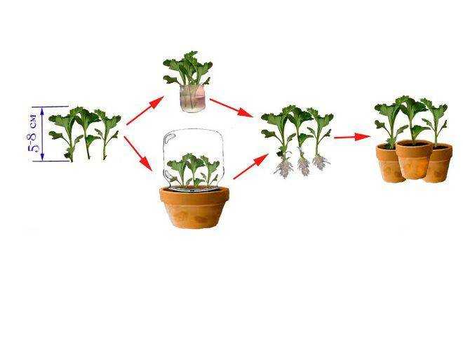 Как сажать и выращивать хризантемы в саду: как развести и посадить