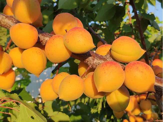 Самые вкусные лучшие сорта абрикосов и описание сортов
