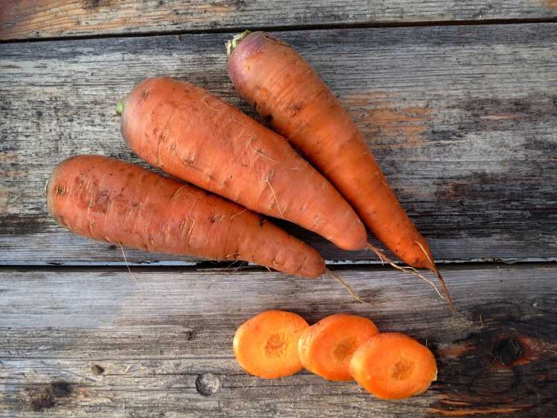 Выращивание моркови как бизнес – лучшие сорта, агротехнология и защита культуры — agroxxi