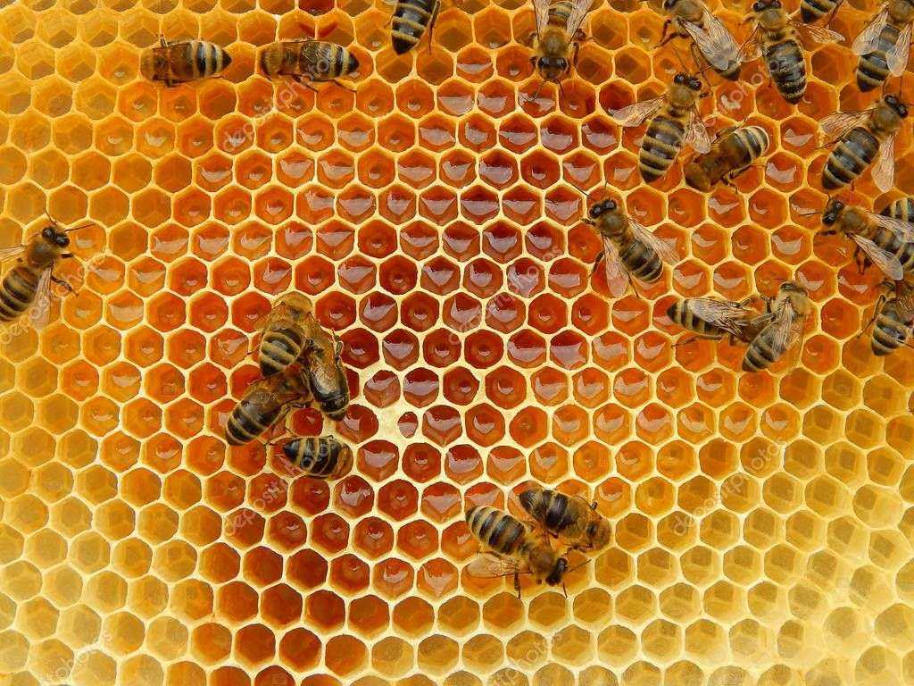 Пчелы получают мед. Соты. Соты меда. Соты в улье. Пчелы и мед.