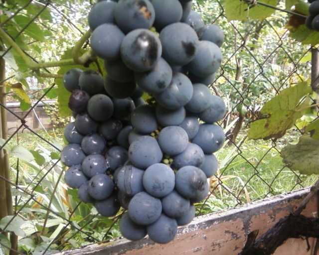 Подготовка винограда к зиме – перечень необходимых работ – сайт о винограде и вине