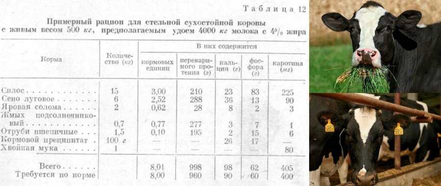 Подготовка нетелей к лактации — agroxxi