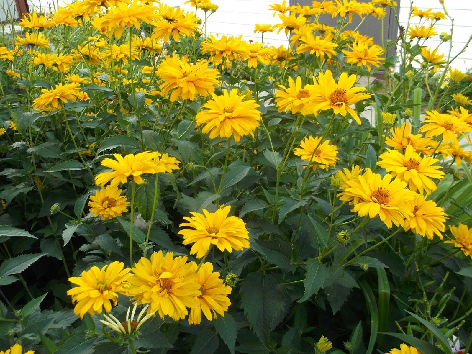Гелиопсис многолетний – солнечный цветок для сада