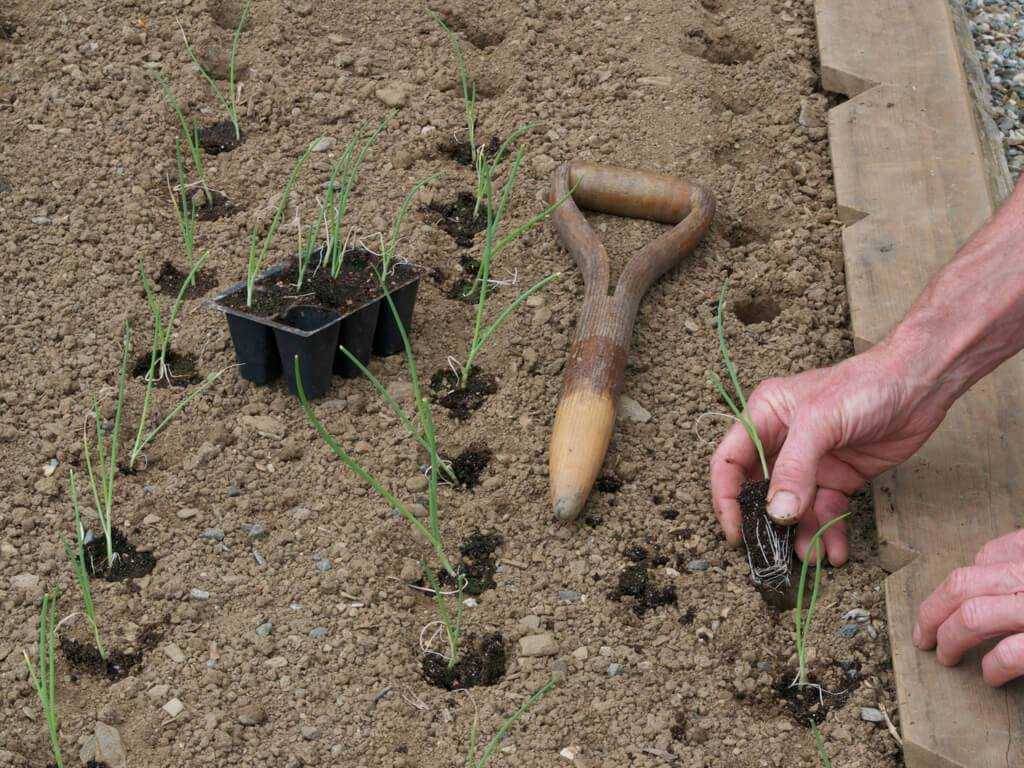 Лук-порей — выращивание из семян и когда сажать на рассаду 2022 года