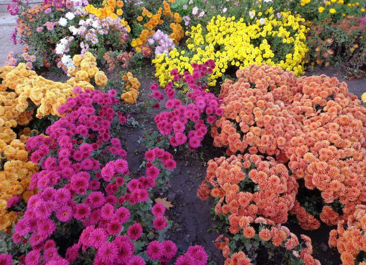 Прекрасные многолетниые хризантемы: посадка и уход