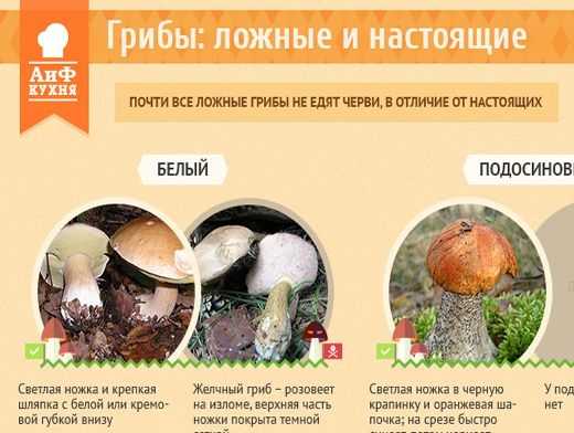Съедобные и несъедобные грибы: как определить ядовитость