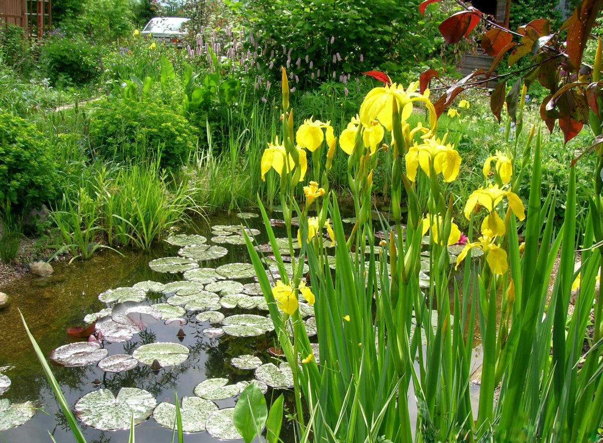 Ирис болотный - описание, посадка и уход, фото желтого ириса