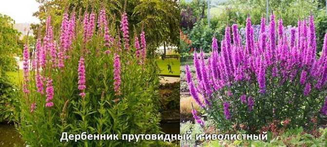 Дербенник — цветик-шестицветик в саду. фото видов с описанием