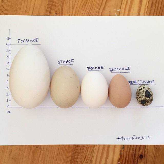 Утиные яйца: польза и вред для человека
