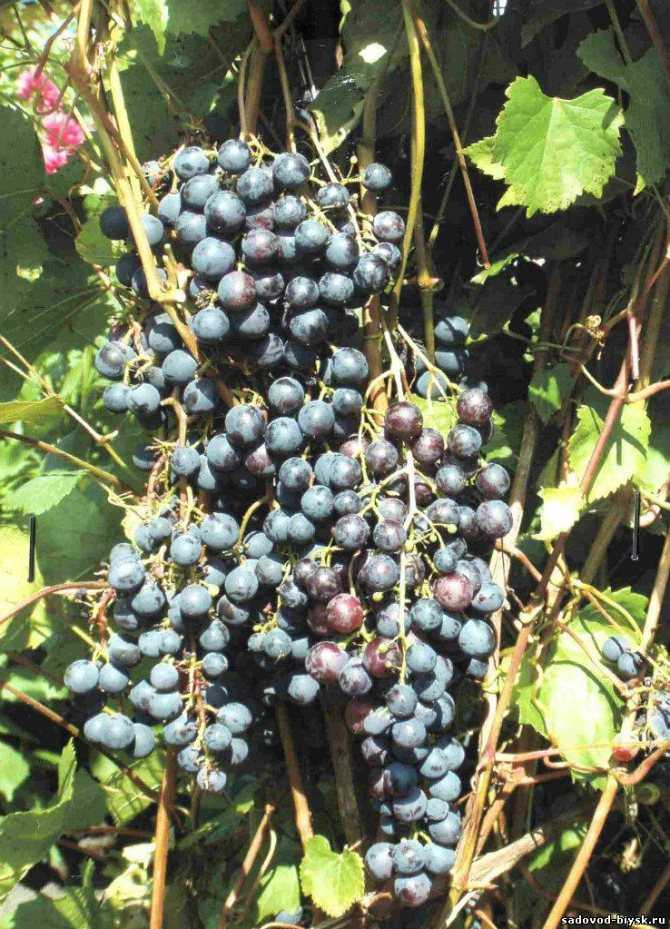 Виноград для начинающего садовода — сорт «загадка шарова»
