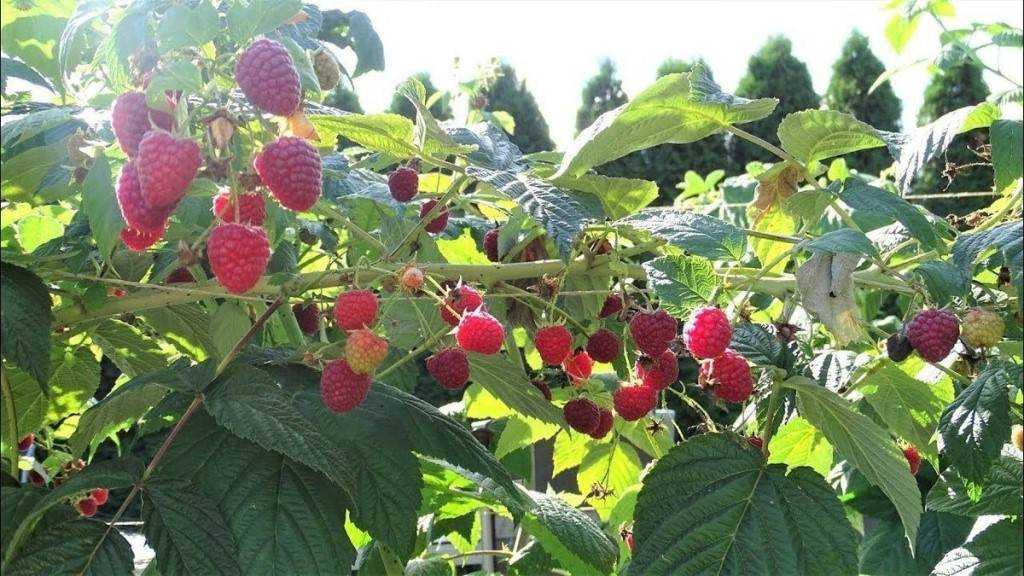 Черная малина — описание и применение полезной ягоды, чем отличается от ежевики