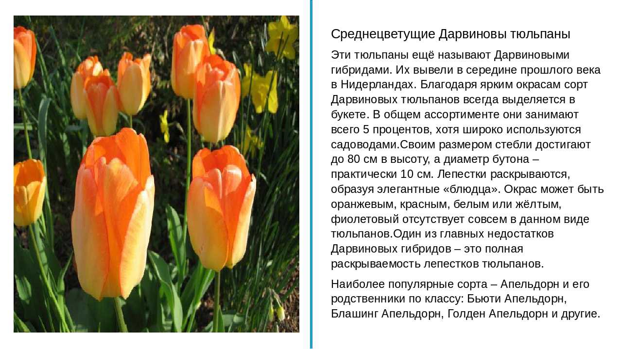 Факты о тюльпанах. Тюльпаны Дарвиновы гибриды описание. Описание тюльпана. Информация о тюльпане. Среднецветущие тюльпаны.