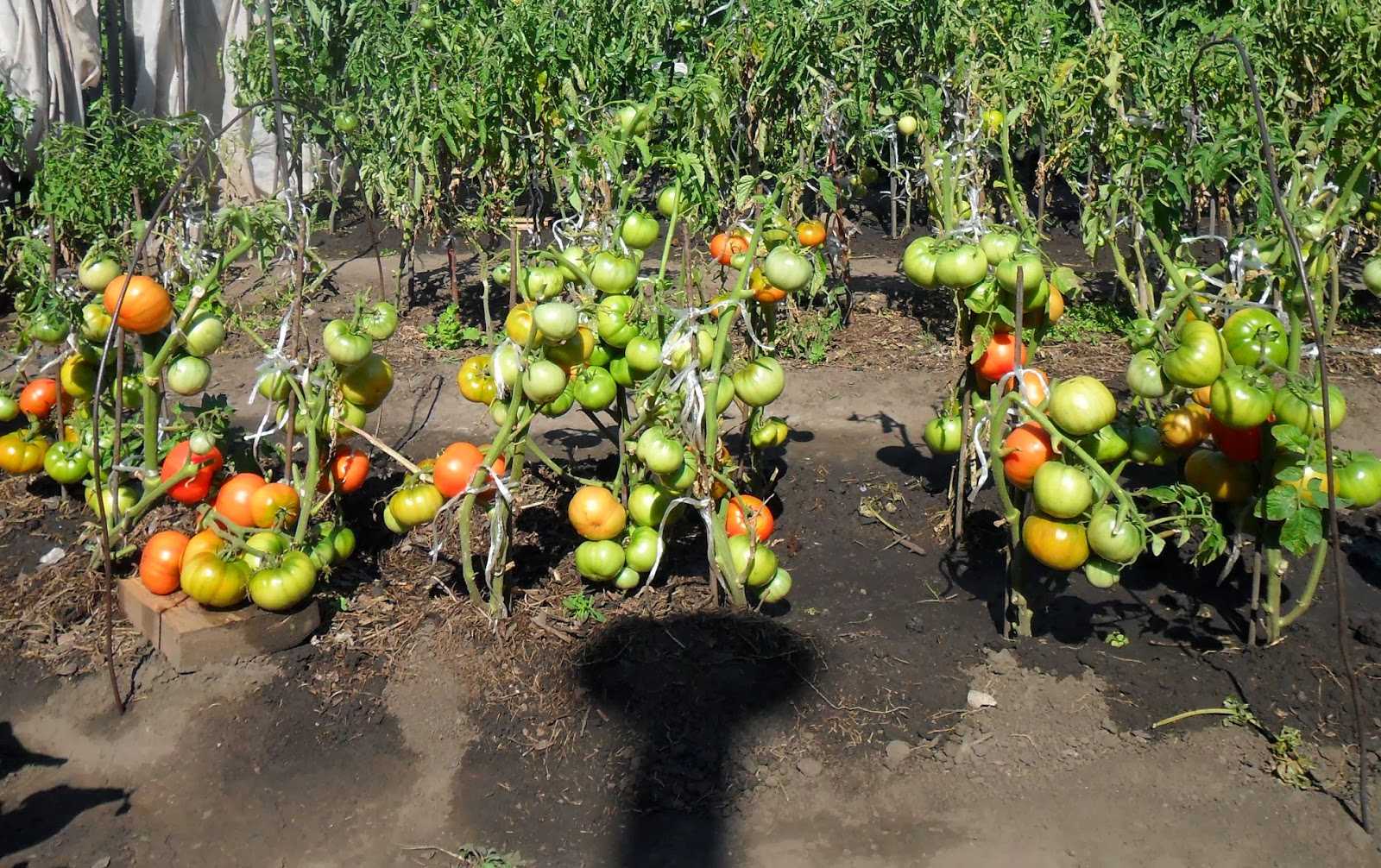 Как правильно выращивать и ухаживать за помидорами в открытом грунте в подмосковье