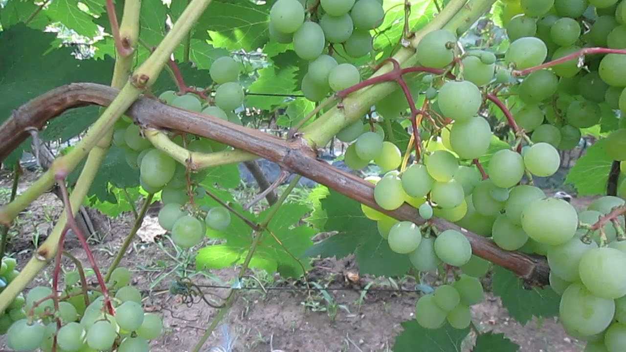 Виноград галбена ноу: характеристика и описание сорта, посадка