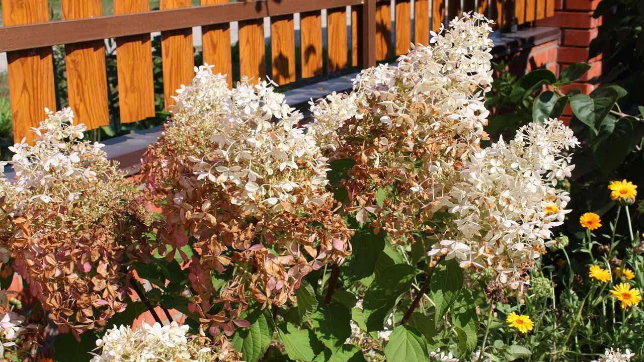 Как ухаживать за цветком гортензии комнатной?