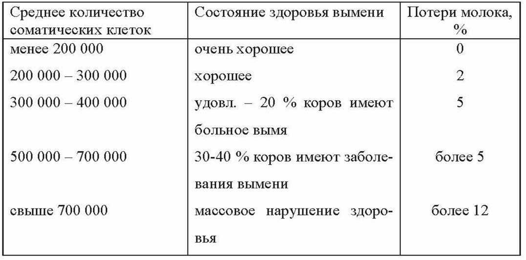 Соматика в молоке коров: как снизить, причины, лечение, норма