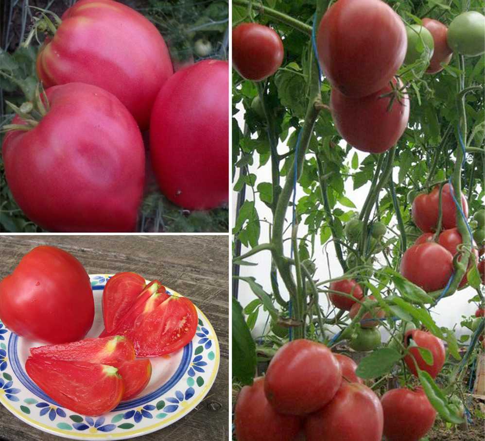 Розовый томат открытого. Сорт помидор Вельможа. Семена Сибири ,раннеспелый крупноплодный томат в открытом грунте. Томат тепличный крупноплодный. Томаты низкорослые высокоурожайные Сибирь.