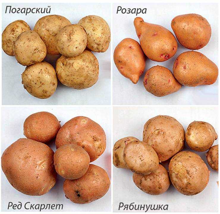 Сорт картофеля рябинушка: описание и характеристика, отзывы