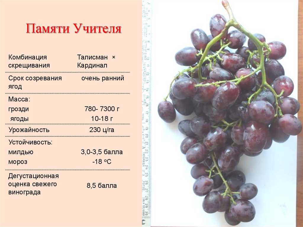 Виноград бажена: описание сорта, особенности выращивания, отзывы :: syl.ru