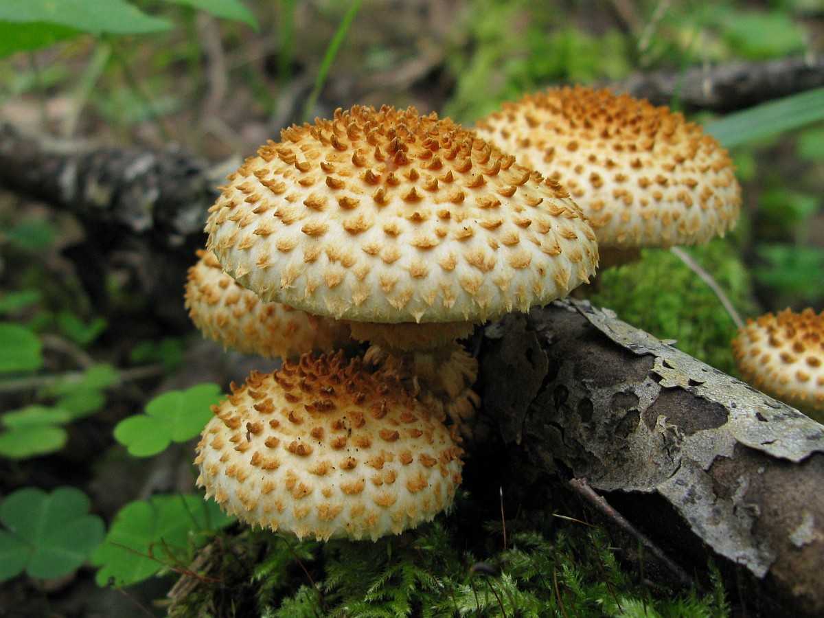 В тополях, какие грибы растут. где растёт и как выглядит гриб рядовка тополёвая