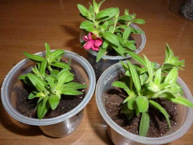 Основные секреты выращивания удивительной калибрахоа