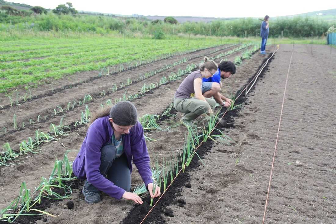 Выращивание лука-порея через рассаду: посев, уход, пикировка в домашних условиях