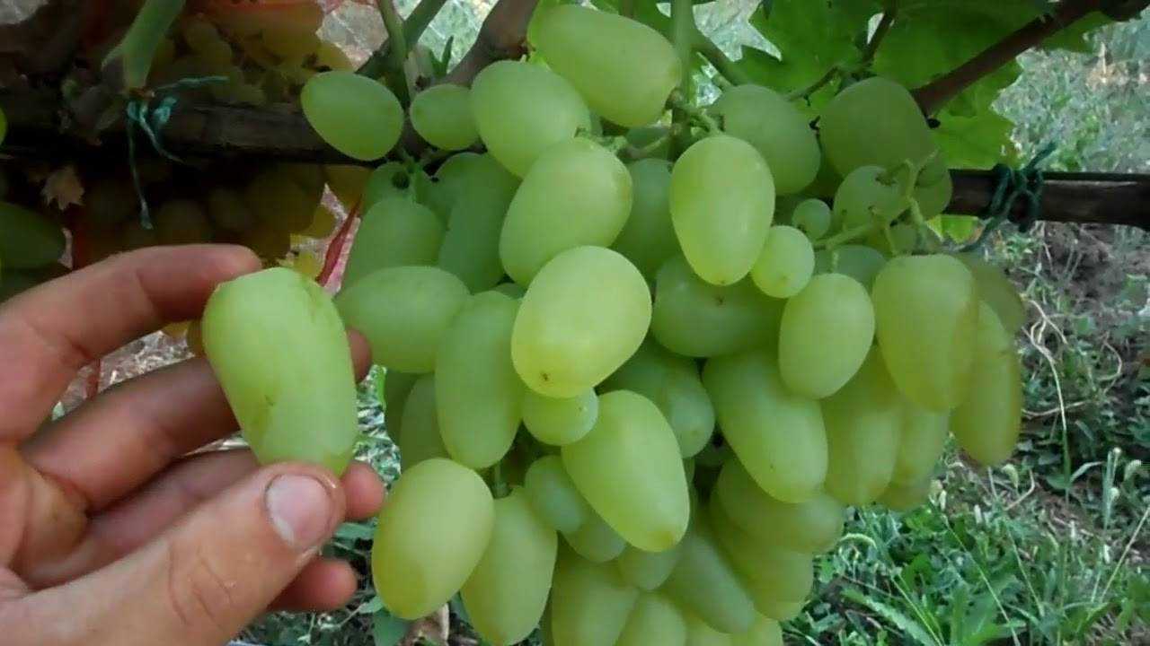 Подробное описание характеристик и особенностей выращивания винограда бажена