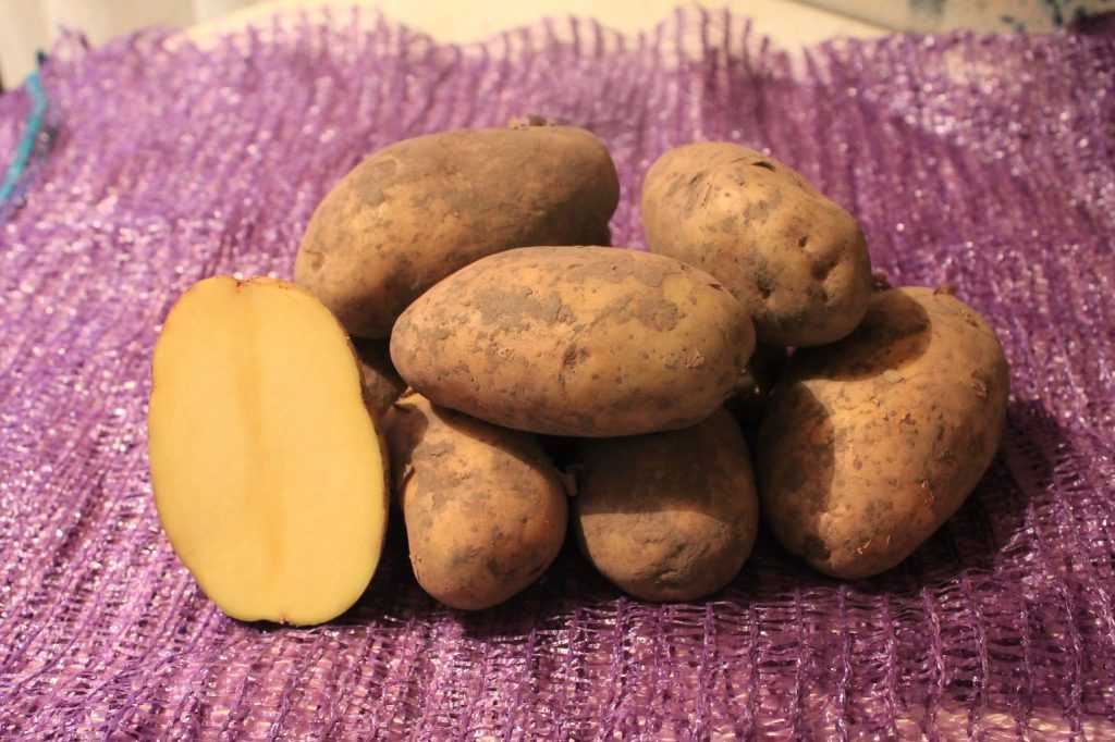 Картофель джувел – описание сорта, фото, отзывы