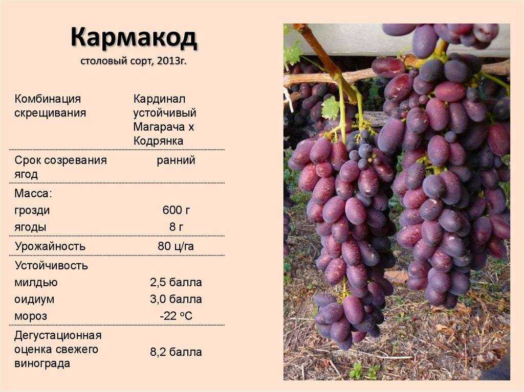 Виноград алекса: описание, характеристика, фото, видео
