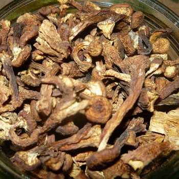 Можно ли сушить маслята на зиму: правила заготовки (сушки) грибов в домашних условиях