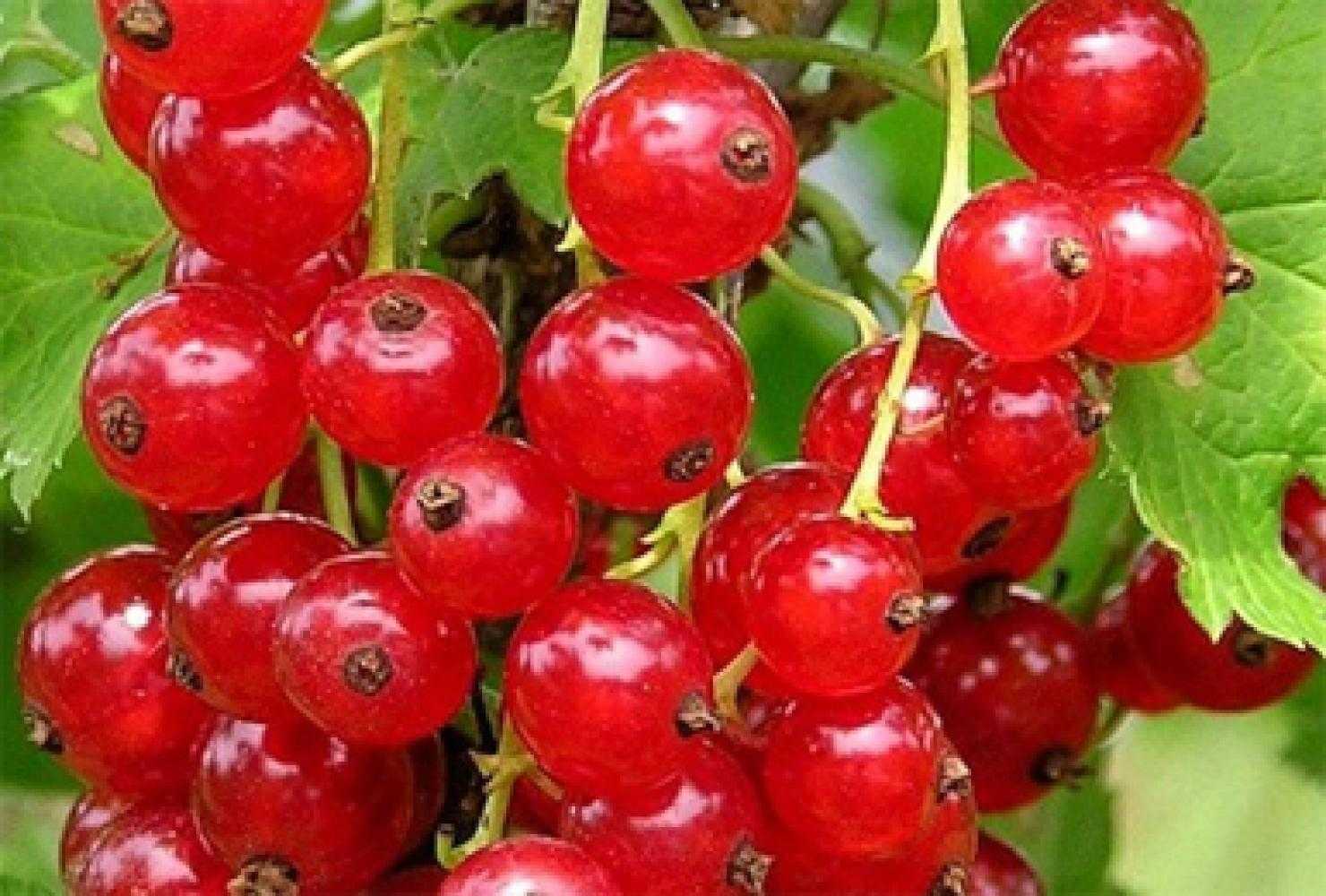 Кисло-сладкий сорт, дающий обильный урожай — красная смородина натали