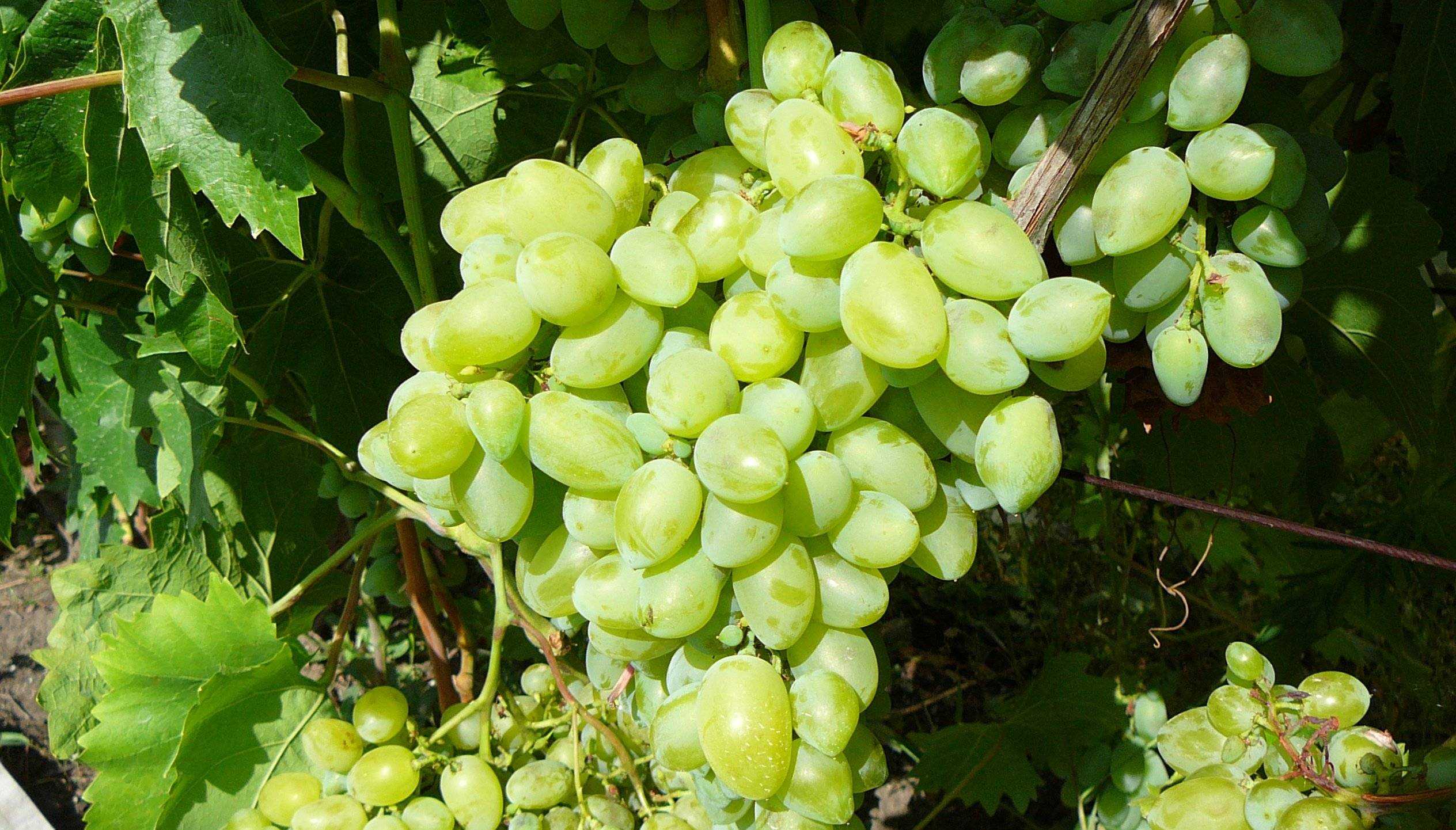 Виноград Бажена: описание сорта, фото, отзывы Достоинства и недостатки сорта, рекомендации по выращиванию