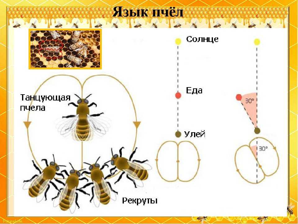 Все о пчелах (интересные факты)