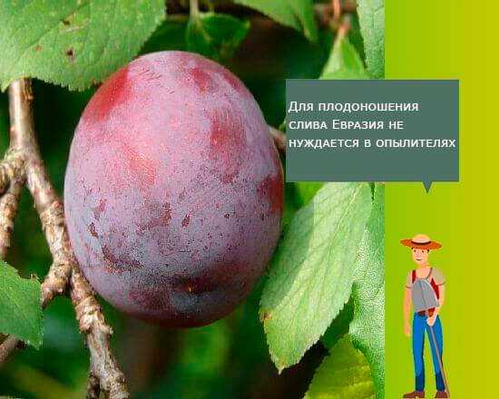 Сорт сливы "евразия 21" : подробное описание, характеристики и фото selo.guru — интернет портал о сельском хозяйстве