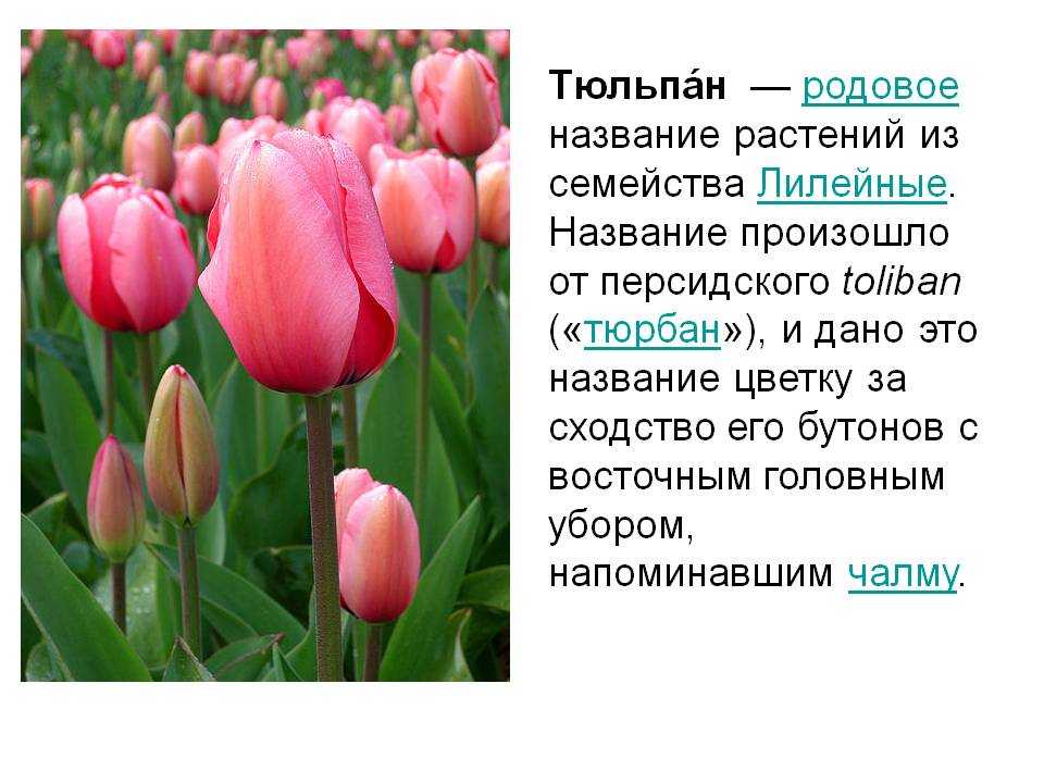 Факты о тюльпанах. Описание тюльпана. Проект про тюльпан. Тюльпан описание для детей.