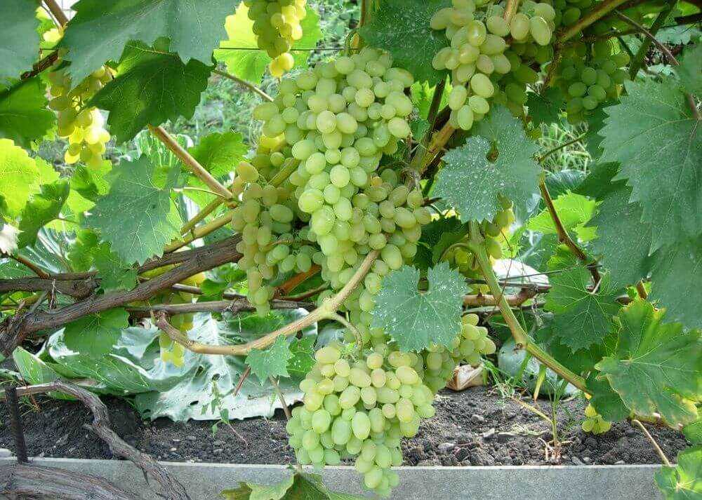 Августин виноград: описание сорта, характеристика плодового, выращивание и уход