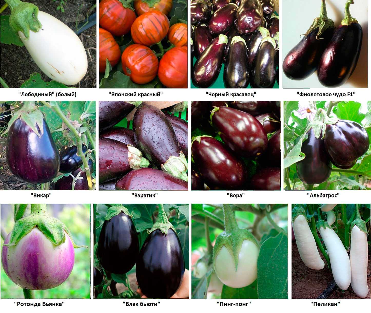 Лучшие урожайные сорта баклажан: описание и фото