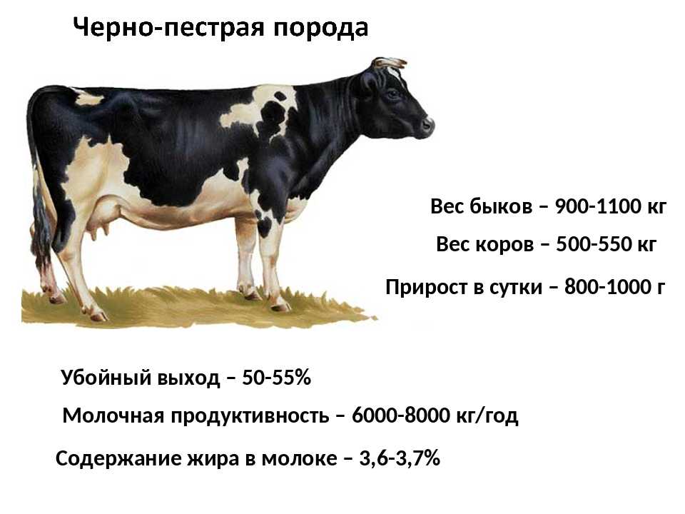Самая распространенная на территории россии порода коров — «чёрная пёстрая»
