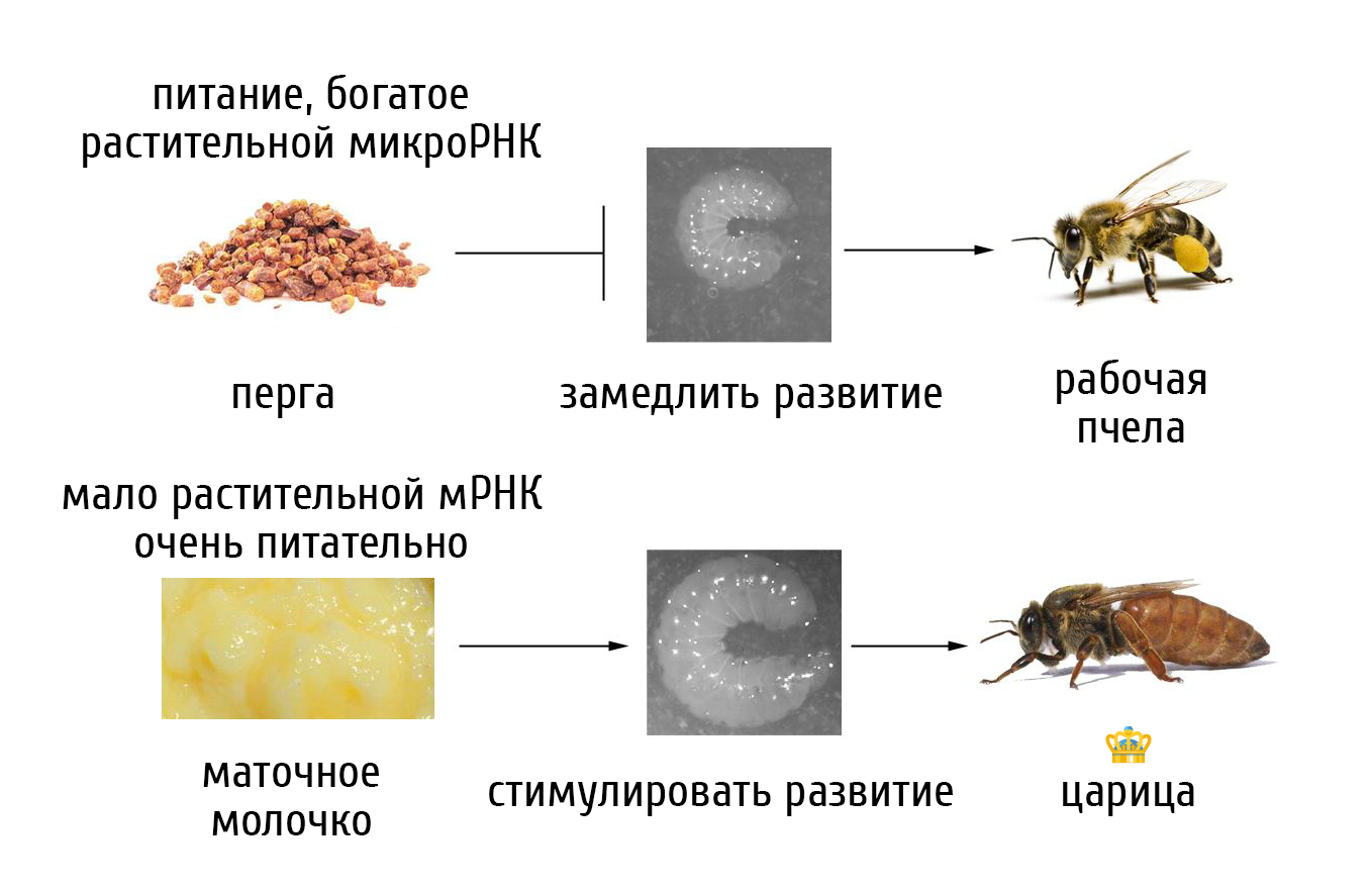 Цикл развития пчеломатки схема