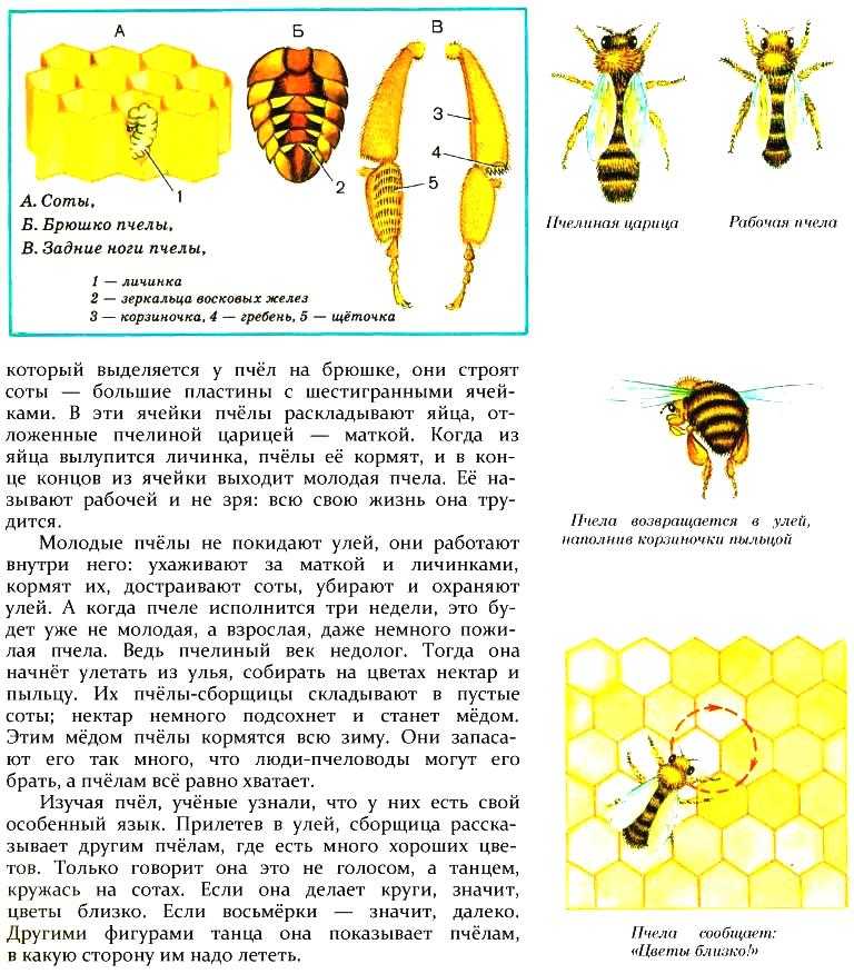 Цикл развития пчеломатки схема