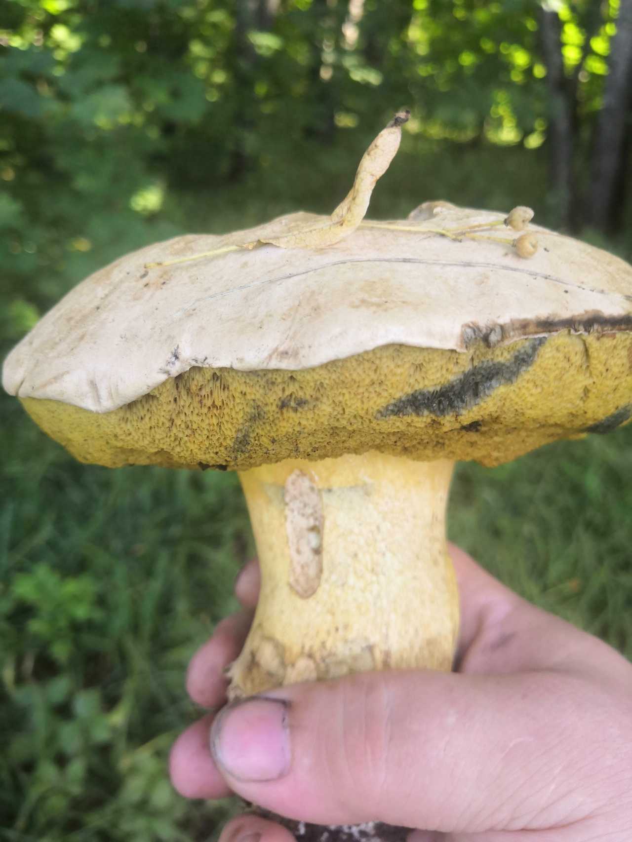 Съедобен ли гриб, который похож на белый, но синеет на срезе: почему у белых грибов темнеет ножка