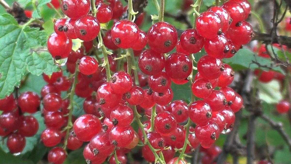 Красная смородина мармеладница: описание сорта, правила посадки и ухода, отзывы