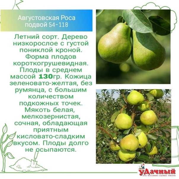 Груша августовская роса: описание сорта, опылители, отзывы садоводов про яблоню