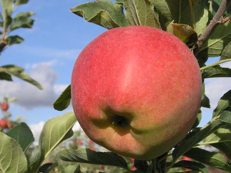 Сорт яблок «айдаред»: характеристика, достоинства и недостатки