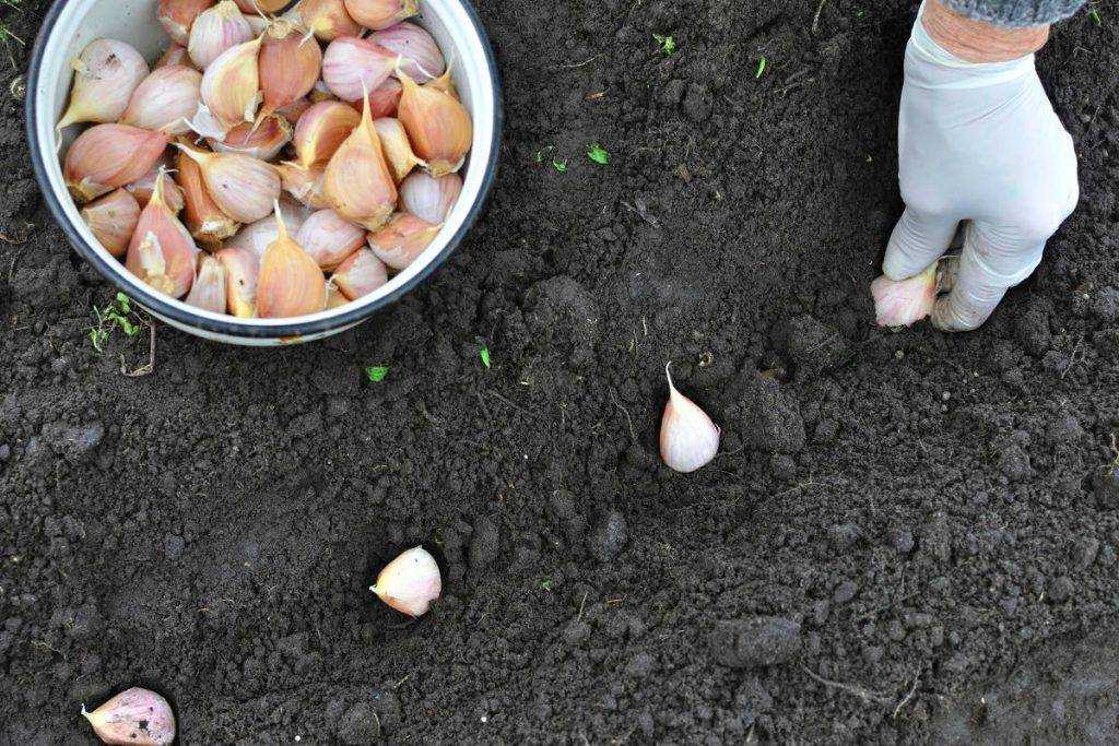 Руководство по выращиванию ярового и озимого чеснока в открытом грунте: посадка, уход, подкормка