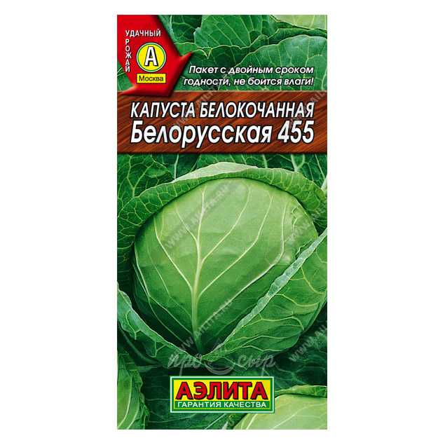 Особенности промышленного выращивания капусты белокочанной в беларуси