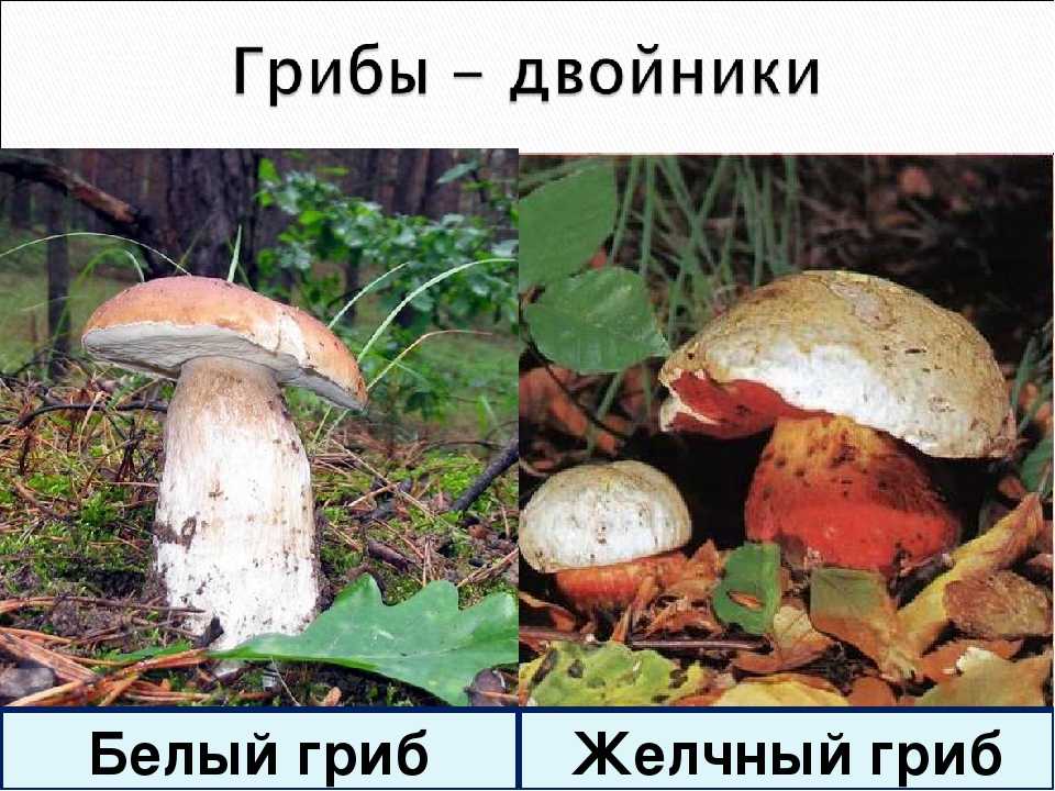 Как отличить белый. Ложный Боровик двойник белого гриба. Ложный Боровик белый гриб. Ложный Боровик белый гриб съедобный. Ложный Боровик, желчный гриб.