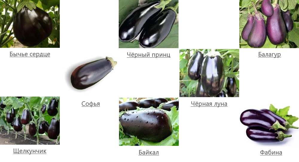 Баклажан белый сорта