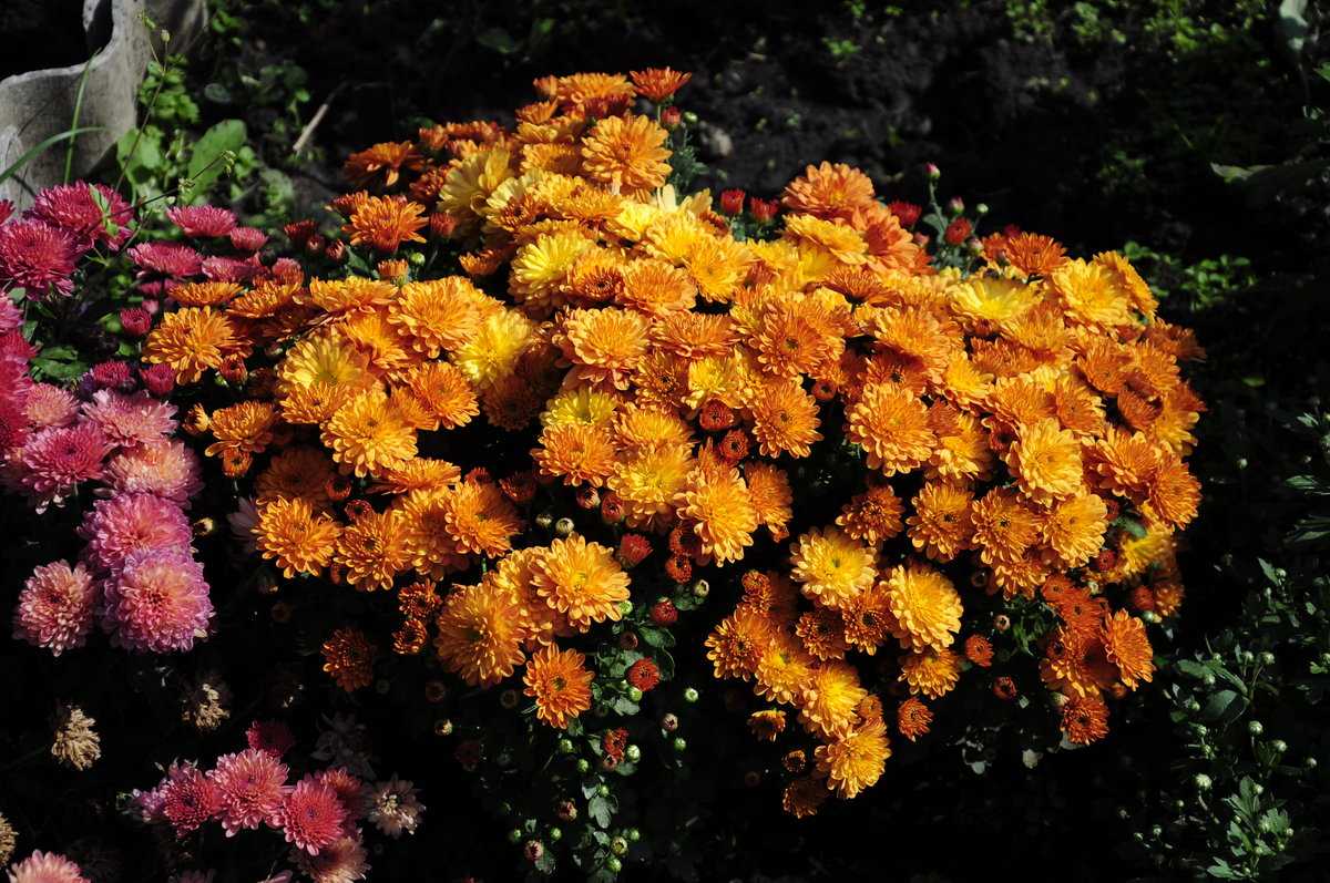Хризантемы: посадка и уход в открытом грунте, сорта и болезни | клуб цветоводов